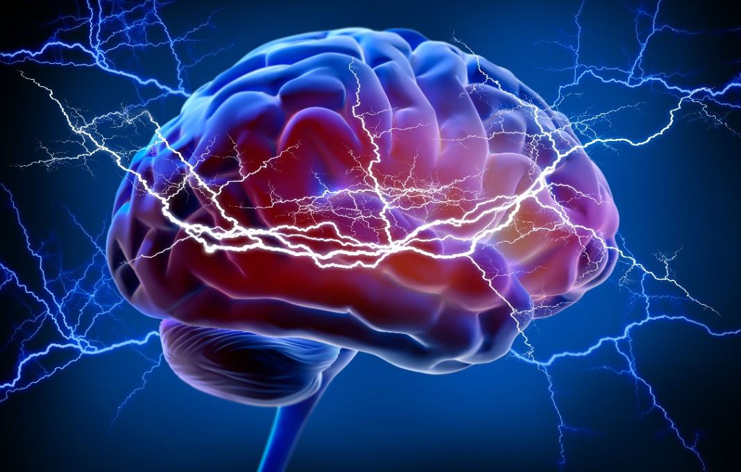 La neurogenèse et son rôle dans la plasticité cérébrale - Hatahe - La Formation qui vous Transforme